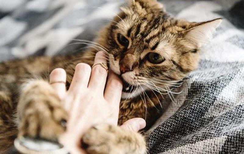 Mèo cắn và vết thương nhỏ