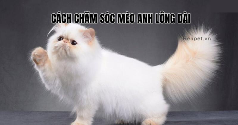 Mèo Chân Ngắn Lông Dài: Chăm Sóc Lông