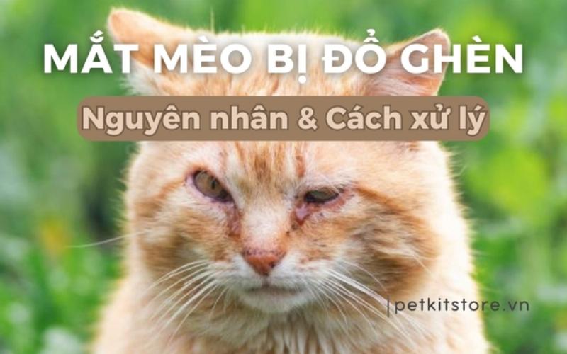 Mèo chảy nước mắt nâu do viêm kết mạc