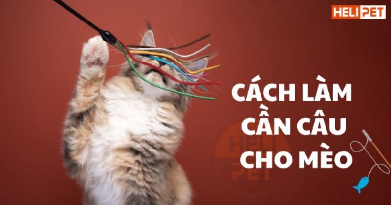 Mèo chơi với cần câu mèo tự chế