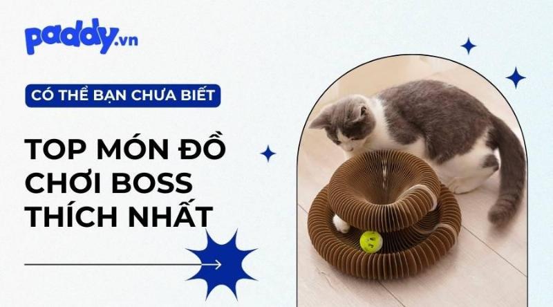 Mèo chơi với đồ chơi tự chế