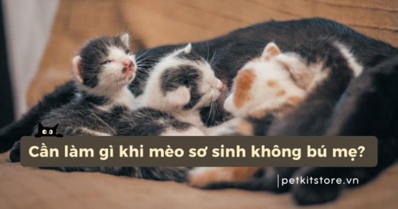 Mèo Con Bú Sữa Mẹ