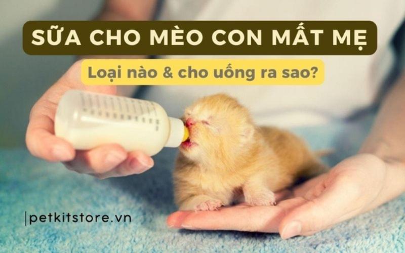 Mèo con mất mẹ đang uống sữa