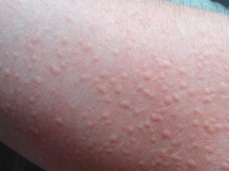 Hình ảnh cận cảnh đàn mèo con mới sinh đang bú sữa mẹ, nhấn mạnh sự phụ thuộc và tầm quan trọng của sữa mẹ sau khi biết mèo mang thai bao nhiêu ngày thì đẻ và chăm sóc sau sinh