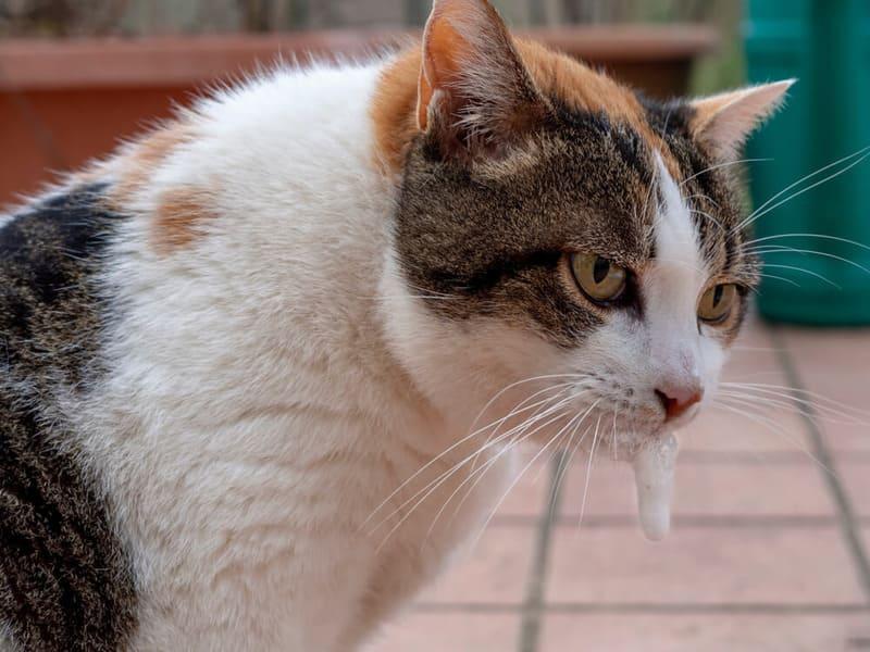 Mèo con ói bọt trắng