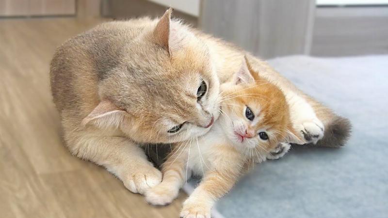 Mèo đang sinh con