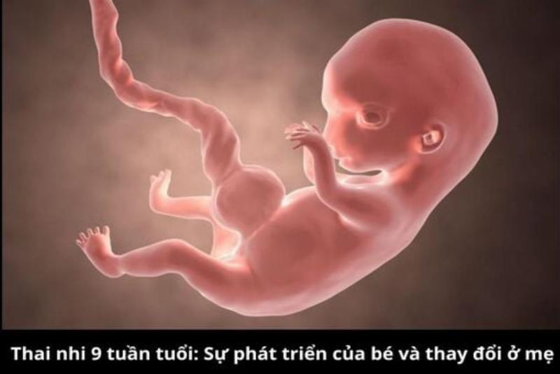 Hình ảnh một chú mèo đực trưởng thành, đã được thiến, trông khỏe mạnh, thư thái, nằm cuộn tròn hoặc chơi đùa trong một môi trường sạch sẽ, ấm cúng tại nhà. Biểu cảm hạnh phúc, an toàn.