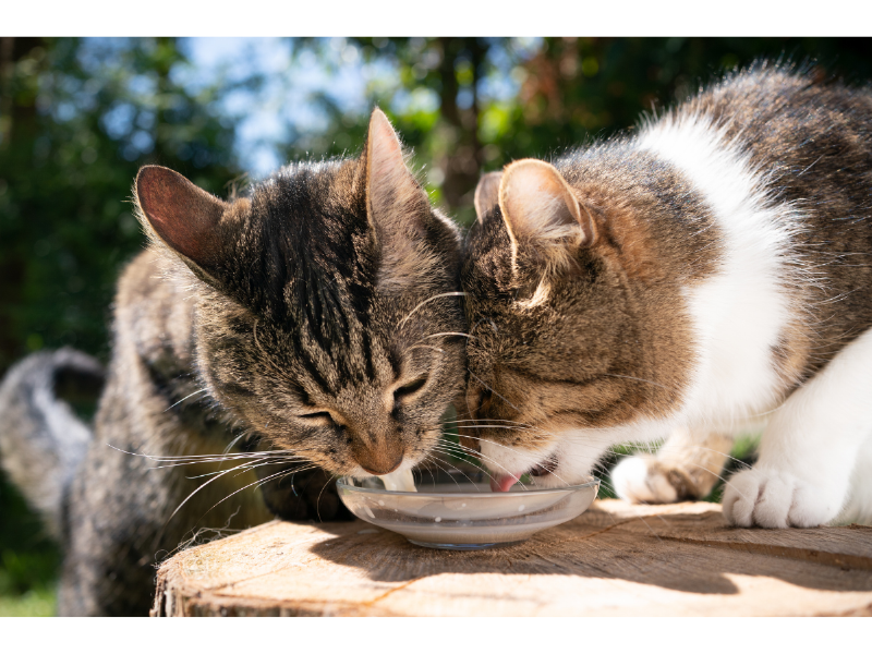 Mèo trưởng thành thường thiếu enzyme lactase cần thiết để tiêu hóa lactose trong sữa