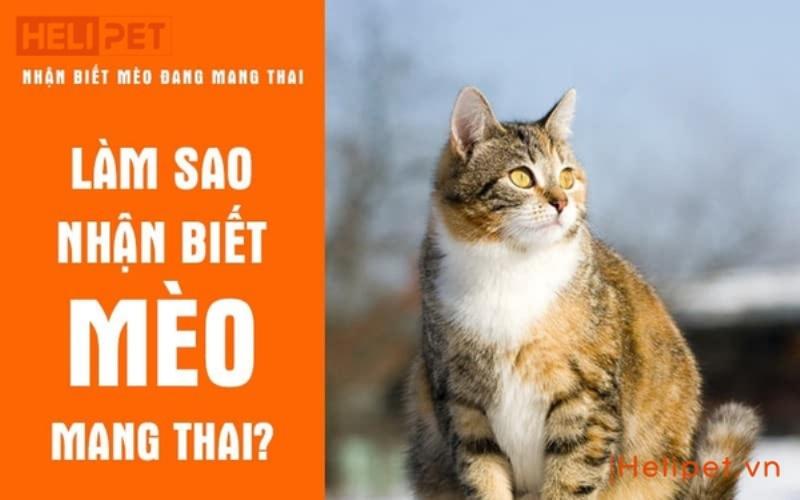 Hình ảnh minh họa mèo mang thai giai đoạn đầu, bụng hơi to lên, núm vú hồng hào để nhận biết mèo mang thai bao nhiêu ngày thì đẻ