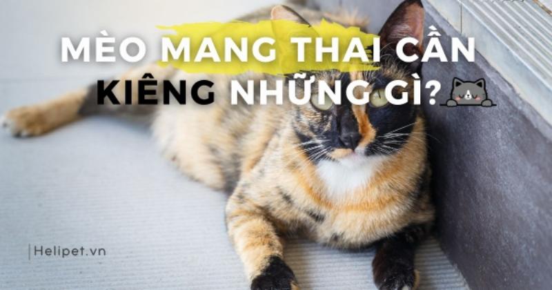 Mèo Mang Thai Uống Nước
