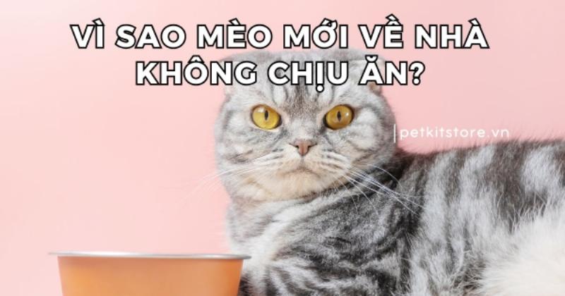 Mèo nghỉ ngơi trong hộp giấy