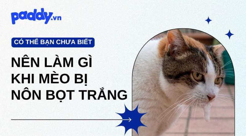 Mèo ói bọt trắng do bóng lông