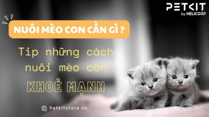 Hình ảnh một chú mèo trông khỏe mạnh, năng động và hạnh phúc trong môi trường sống an toàn và đầy đủ tình yêu thương, minh họa việc chăm sóc giúp mèo sống lâu và khỏe mạnh