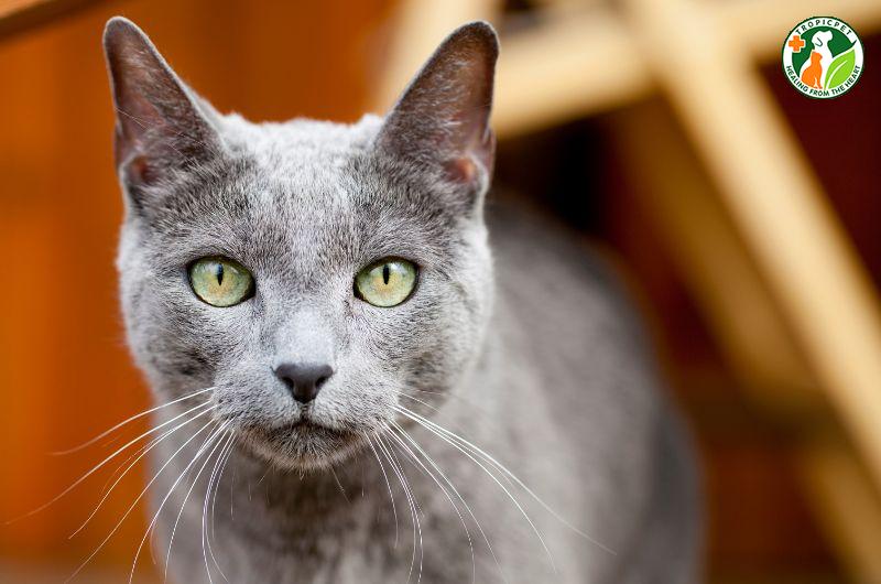 Hình ảnh cận cảnh khuôn mặt nhăn nheo và cơ thể không lông đặc trưng của mèo Sphynx, thể hiện vẻ đẹp độc đáo và bí ẩn của giống mèo này.