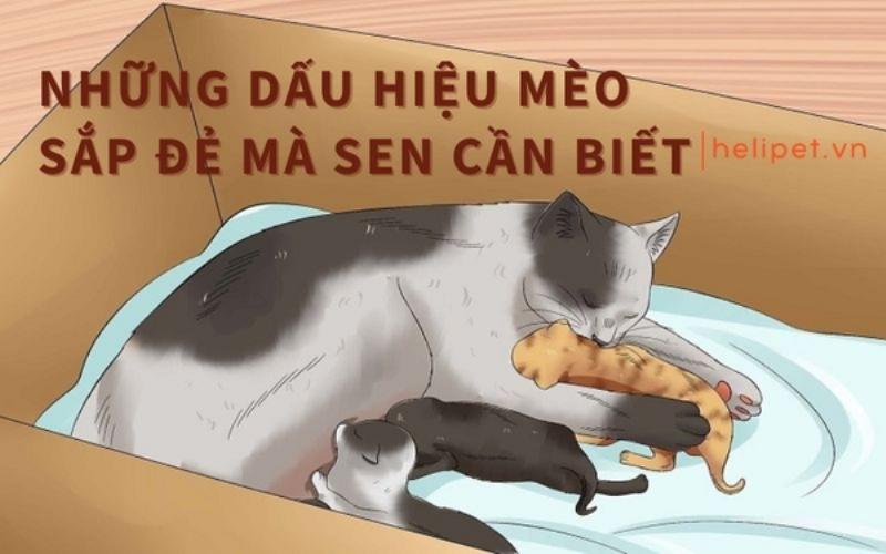 Mèo tìm nơi kín đáo làm tổ