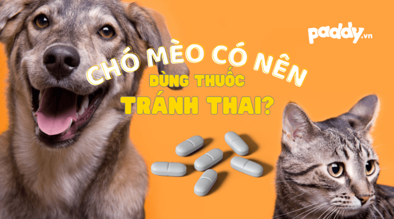 Mèo uống thuốc triệt sản