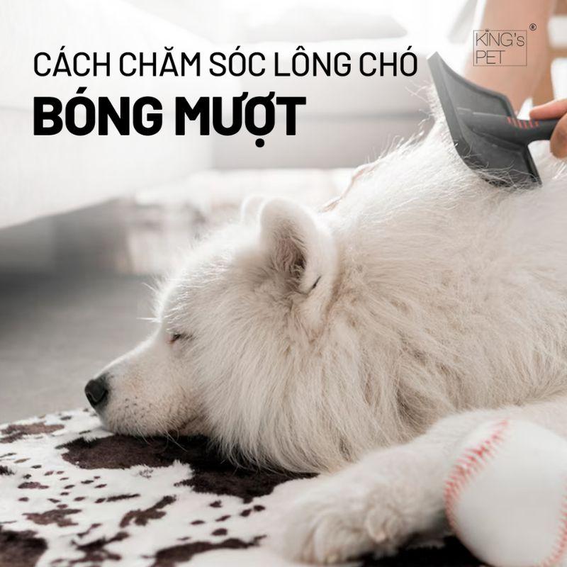 Một chú mèo khỏe mạnh với bộ lông sáng bóng và mượt mà, minh họa tầm quan trọng của chế độ dinh dưỡng tốt đối với sức khỏe tổng thể và ngoại hình của mèo, liên quan đến việc mèo ăn mít được không và tác động của nó.