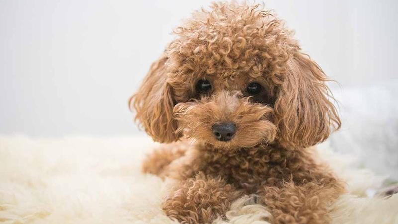 Nguồn Gốc Chó Poodle