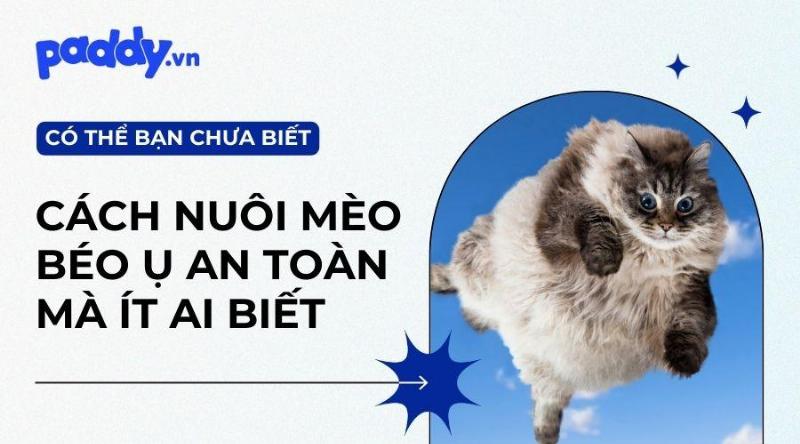 Pate cho mèo con tăng cân