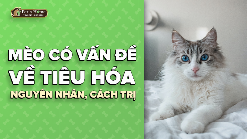 Phòng ngừa rối loạn tiêu hóa ở mèo