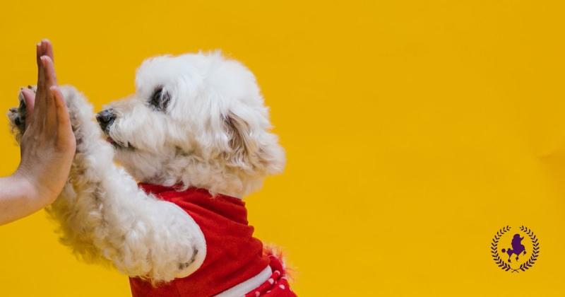 Chó Poodle thực hiện mệnh lệnh