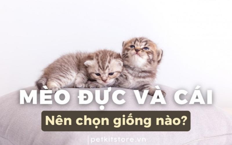 So sánh tính cách và hành vi của mèo đực và mèo cái trước và sau triệt sản