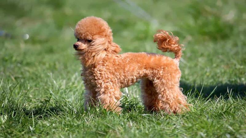Sữa tắm dạng lỏng cho chó Poodle
