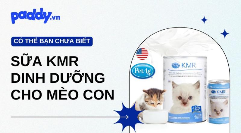 Sữa thay thế cho mèo con