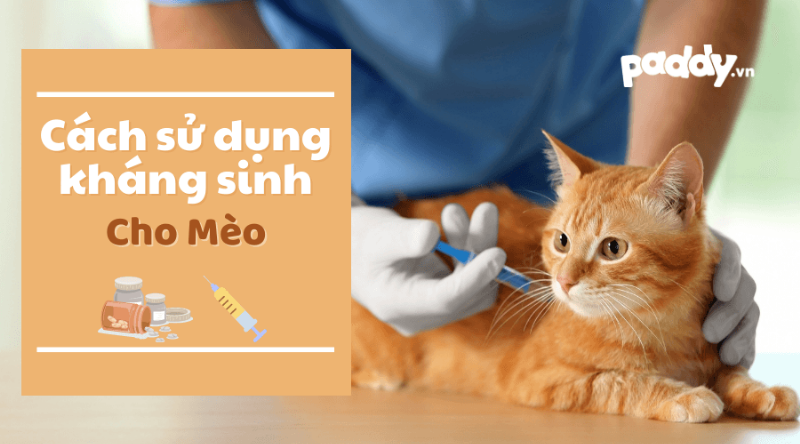 Tác dụng phụ của thuốc kháng sinh cho mèo