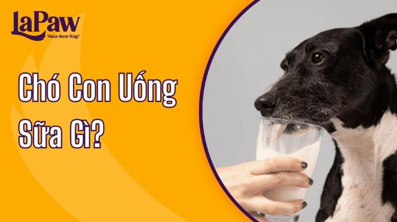 Tác Hại Của Sữa Ông Thọ Cho Chó Con
