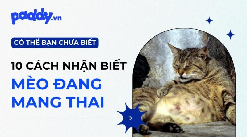 Tăng Cân Mèo Có Thai