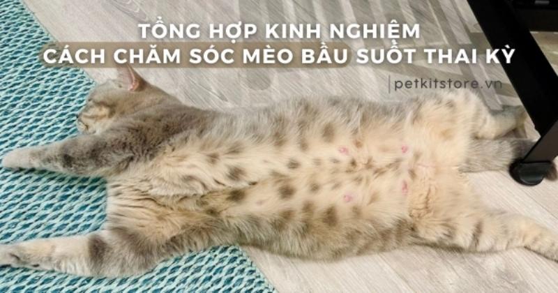 Mèo Mang Thai Thay Đổi Chế Độ Ăn