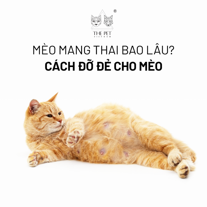 Mèo Mang Thai Thay Đổi Hành Vi