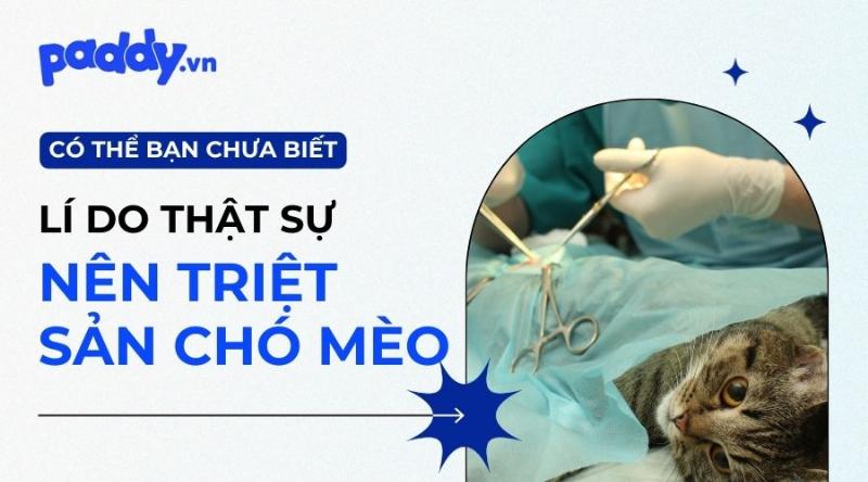 Thay đổi hành vi tâm lý chó bầu