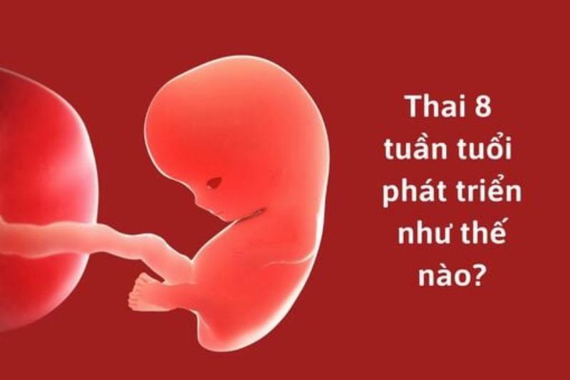 Thay Đổi Hình Dáng Mèo Có Thai