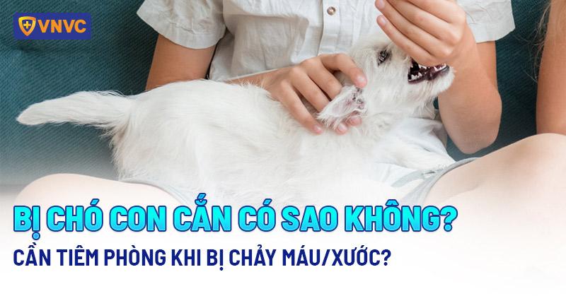 Thức ăn bổ máu cho chó con, chó mẹ và chó già: Nhu cầu khác biệt