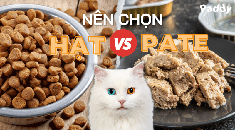 Các loại thức ăn thương mại chất lượng cao (hạt và pate) phù hợp cho mèo Anh Lông Ngắn, thể hiện sự đa dạng và cân bằng dinh dưỡng