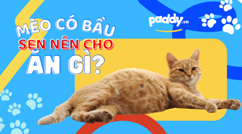 Thực Phẩm Giàu Dinh Dưỡng Cho Mèo Mang Thai