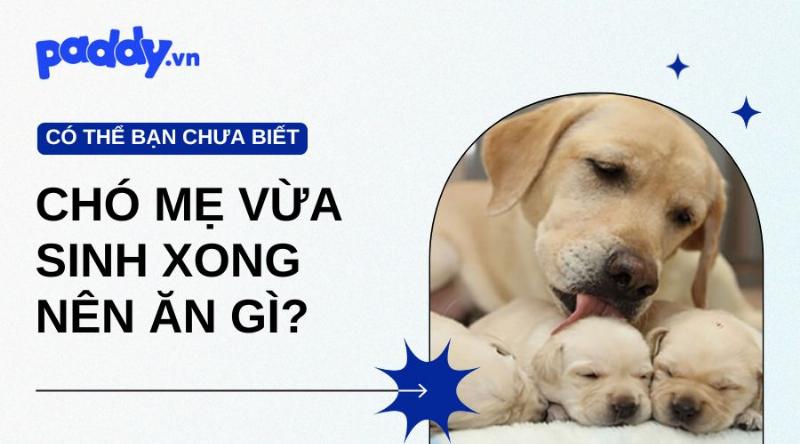 Thực phẩm nên tránh cho chó mẹ