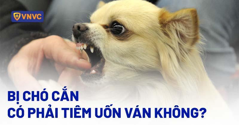 Một mũi tiêm được chuẩn bị bởi bác sĩ thú y để điều trị xà mâu cho chó, nhấn mạnh sự cần thiết của chuyên môn khi sử dụng thuốc tiêm