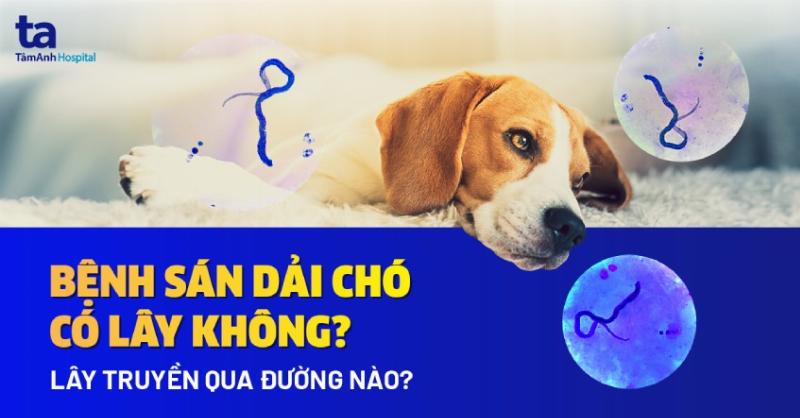 Viên thuốc trị ve chó được đặt trên tay người cho chó uống