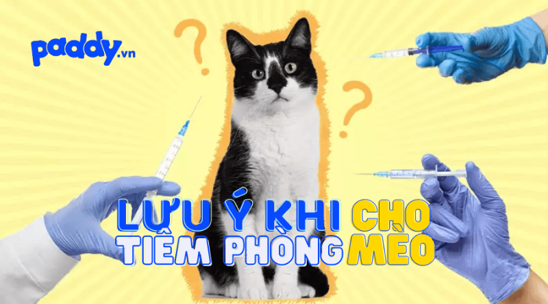 Tiêm phòng cho mèo con