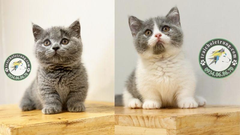 Tìm địa chỉ mua bán mèo uy tín