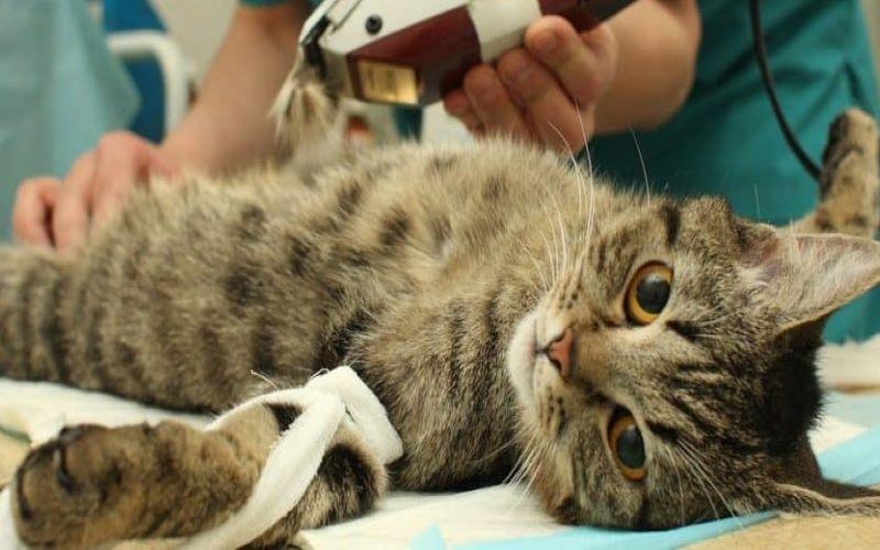 Lợi ích của việc triệt sản mèo cái sớm