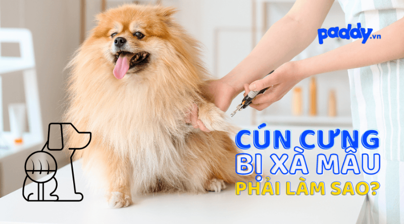 Các triệu chứng xà mâu ở chó như rụng lông, da đỏ và có vảy cần được nhận biết sớm để dùng thuốc trị xà mâu chó kịp thời
