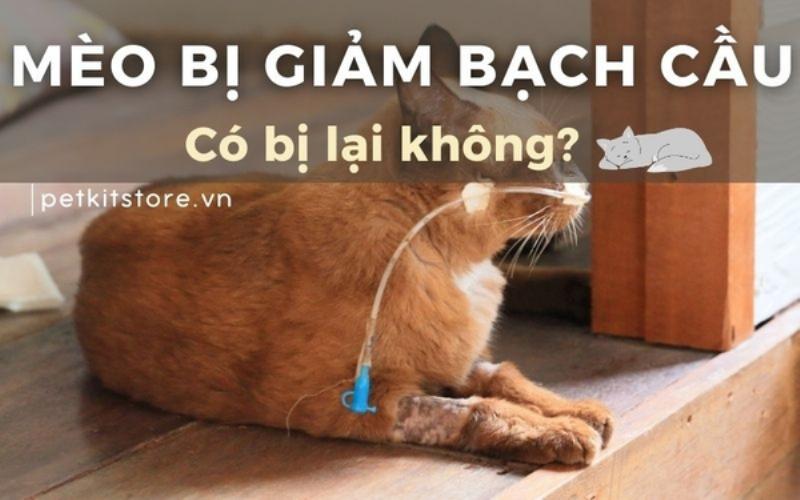 Một chú mèo con lờ đờ nhận truyền dịch tại phòng khám thú y, minh họa triệu chứng mất nước do giảm bạch cầu.