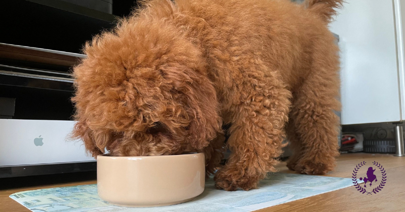 Nguyên liệu tươi ngon cho bữa ăn của Poodle