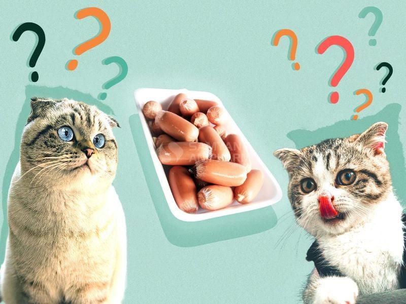 Các vấn đề sức khỏe khi mèo ăn xúc xích