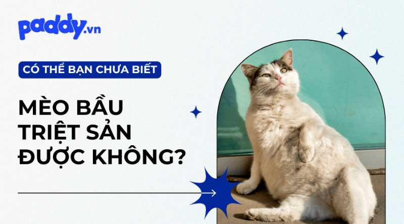 Vấn đề sức khỏe mèo mang thai