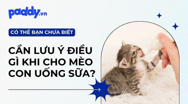 Một bộ sưu tập các vật dụng cần thiết để cho mèo con 1 tháng tuổi ăn, bao gồm bình sữa KMR, bát nông, thìa nhỏ và gói pate dành cho mèo con